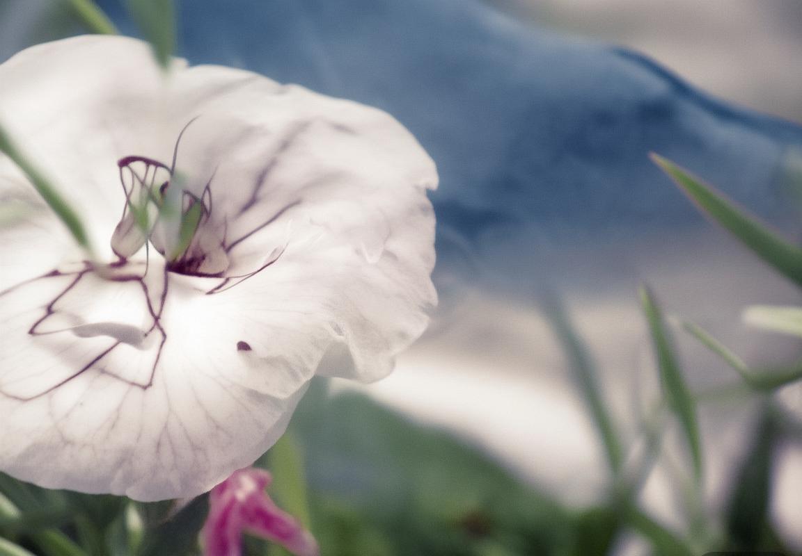 费兰托雷斯：足球天才的成长之路与未来展望(图3)